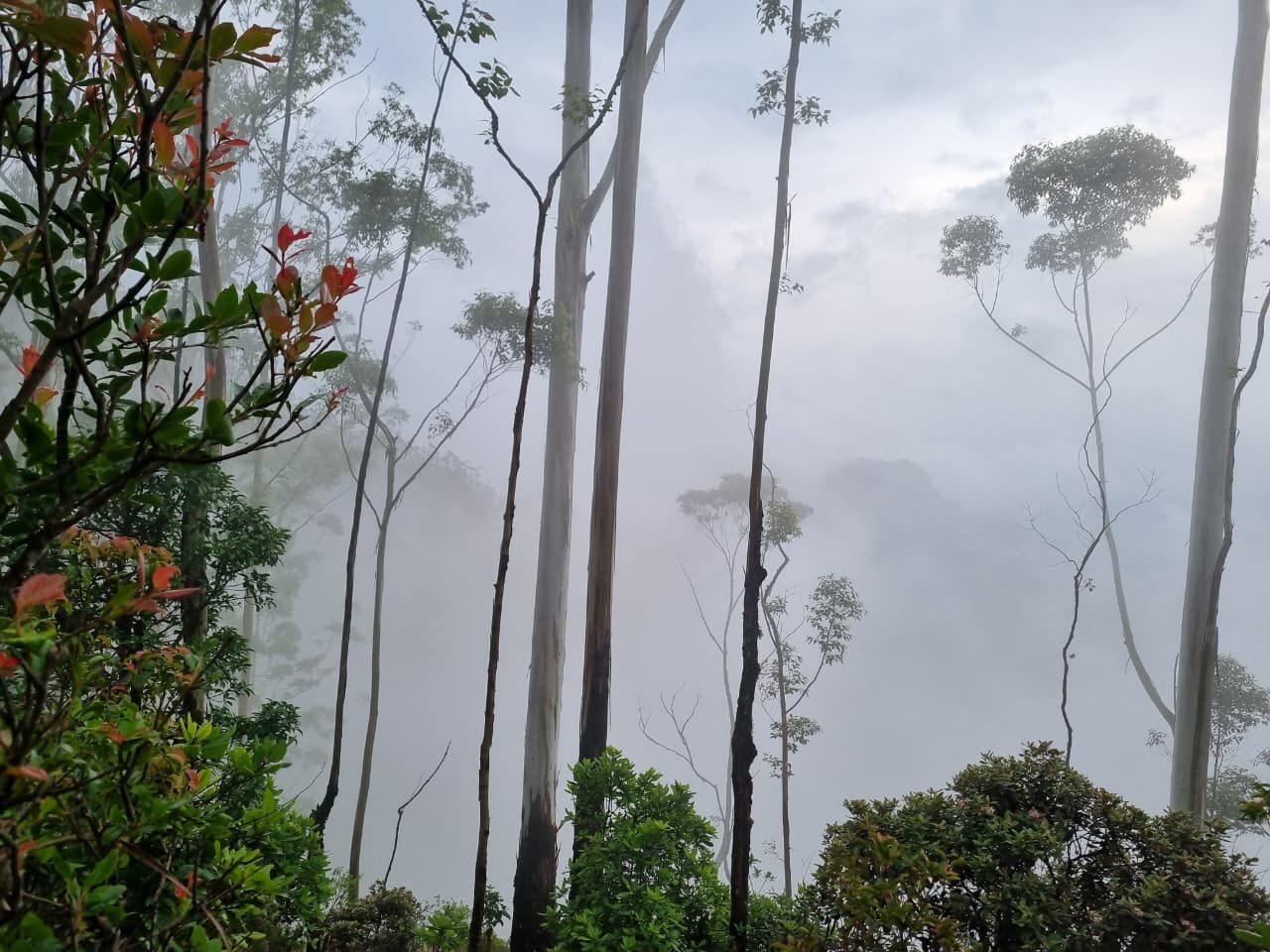 The misty shola forest of Kurinji valley, Munnar