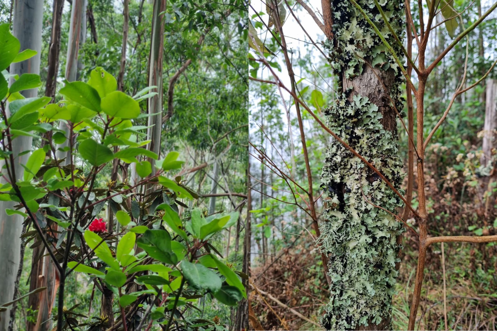 A red Rhododendron flower and lichen growth on a tree bark.