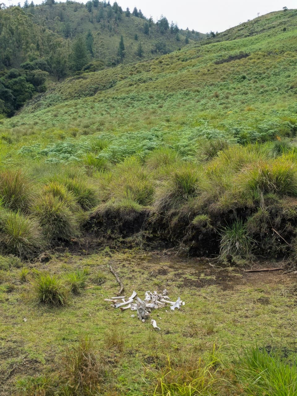 A carcass lying near a stream bank, a sight on the Meeshappulimala trail.