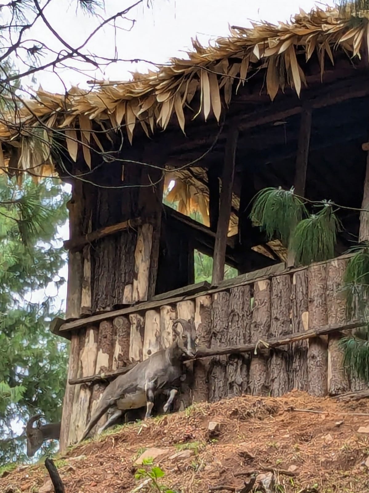 Nilgiri Thar near Rhodo mansion