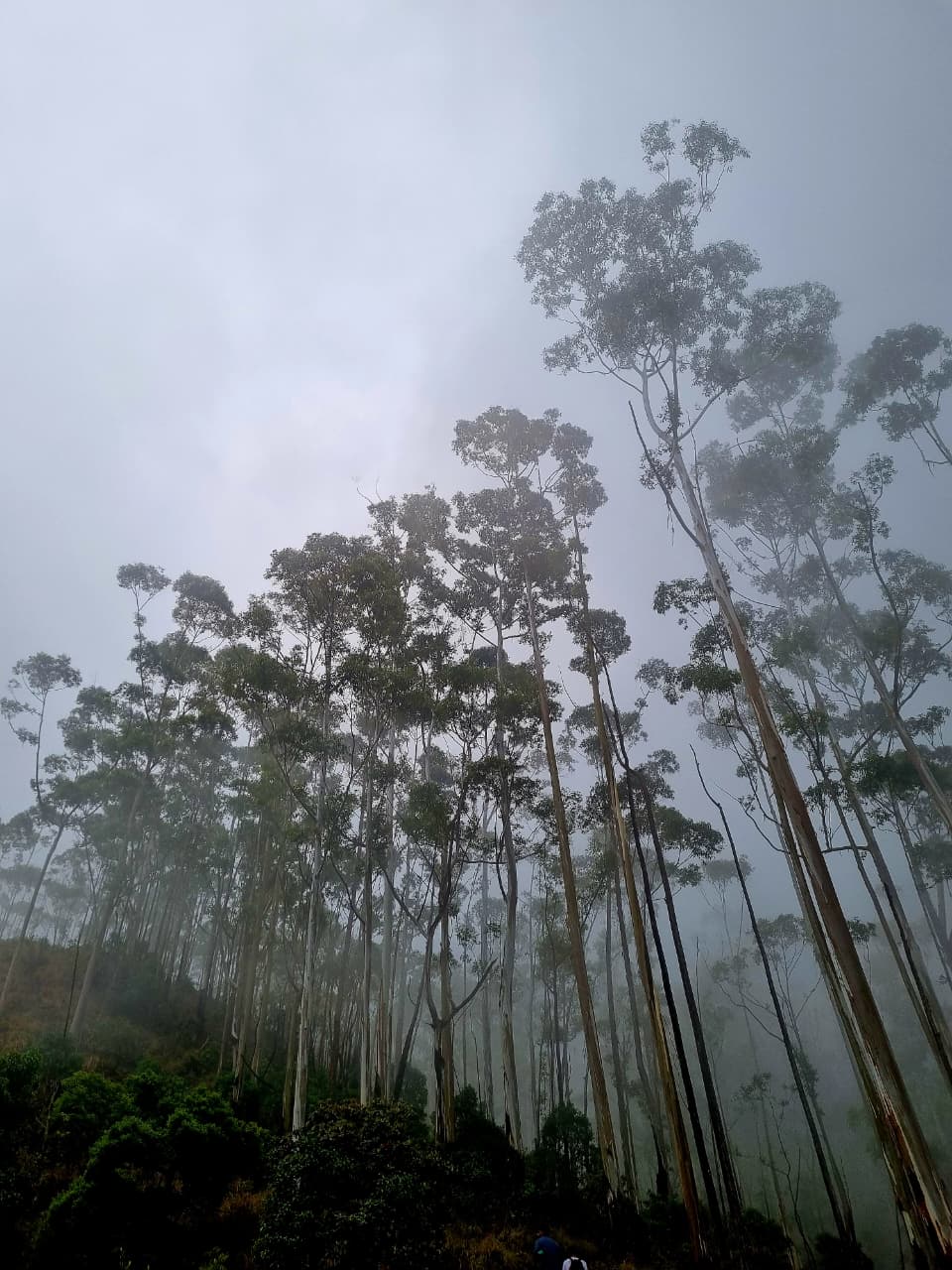 The misty shola forest of Kurinji valley, Munnar.